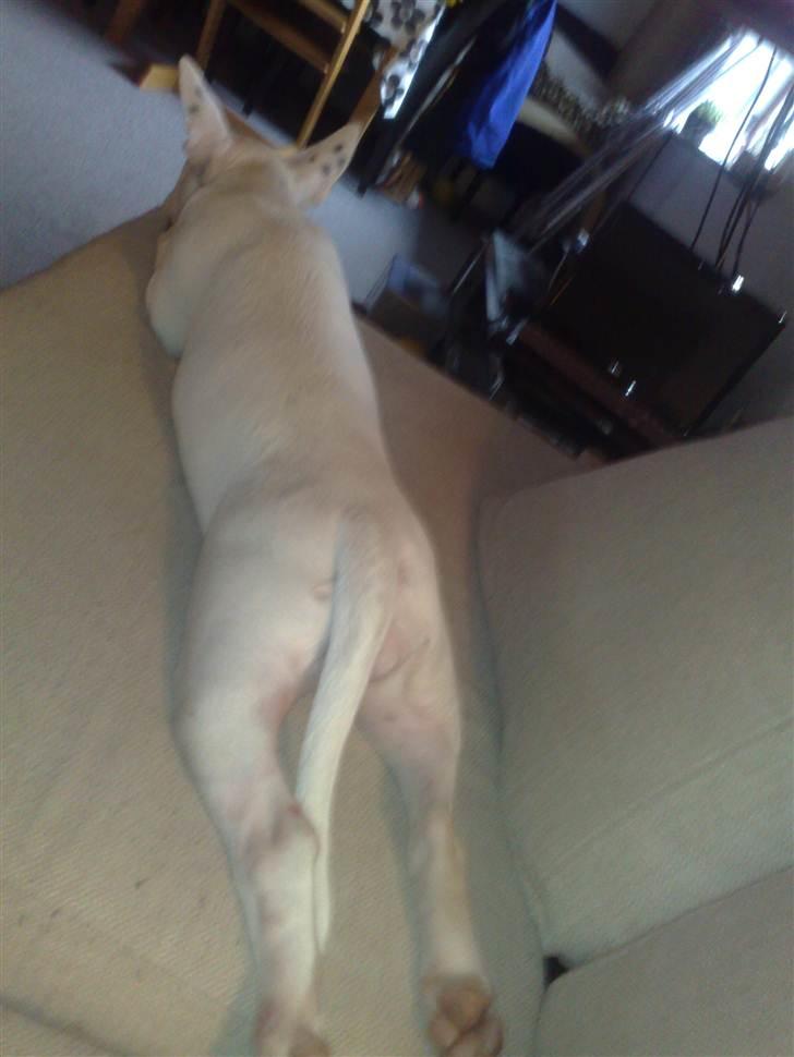 Bullterrier Bella billede 11