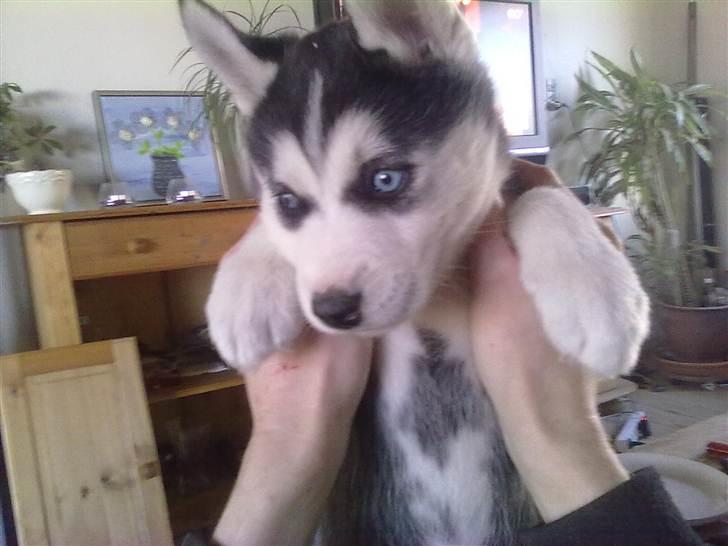 Siberian husky Zacky billede 1