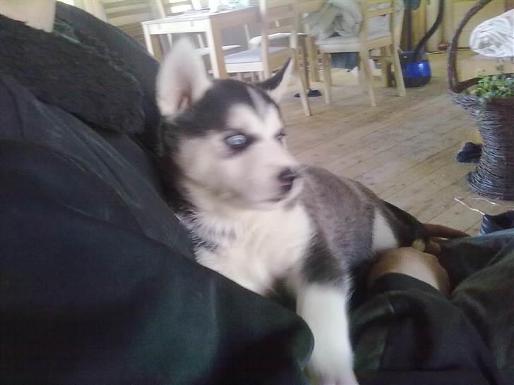 Siberian husky Zacky billede 2