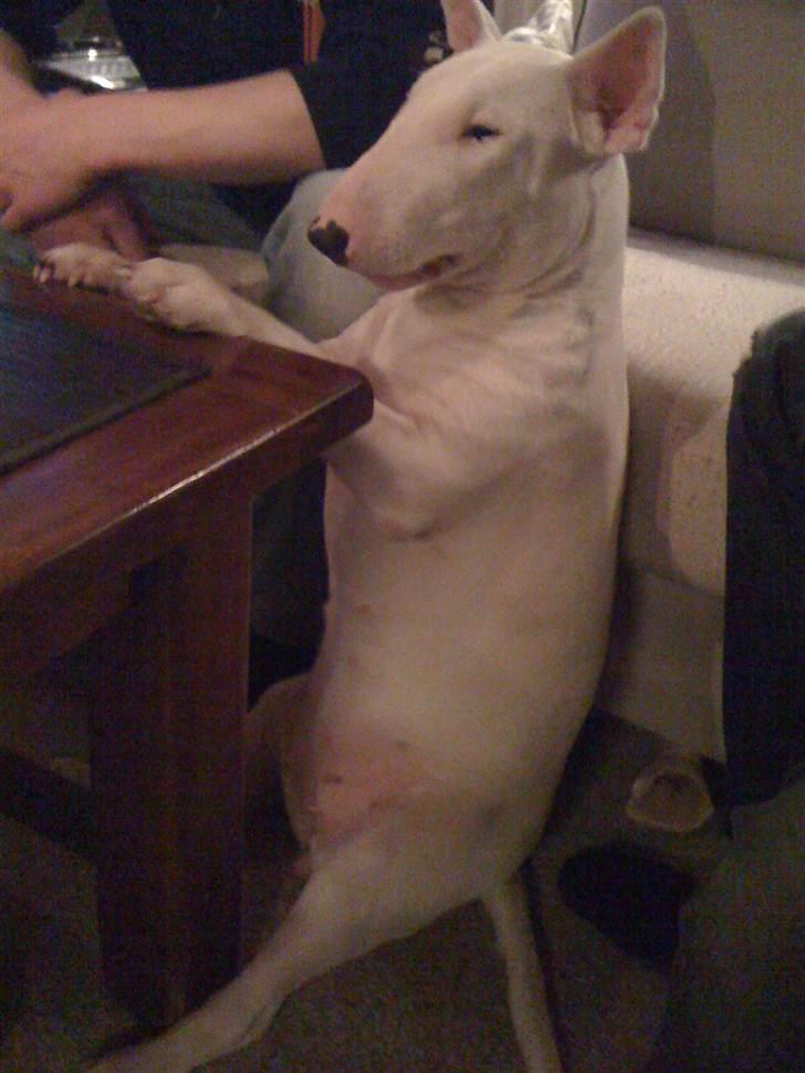 Bullterrier Bella - Jeg er en rigtig tiggerøv... billede 12