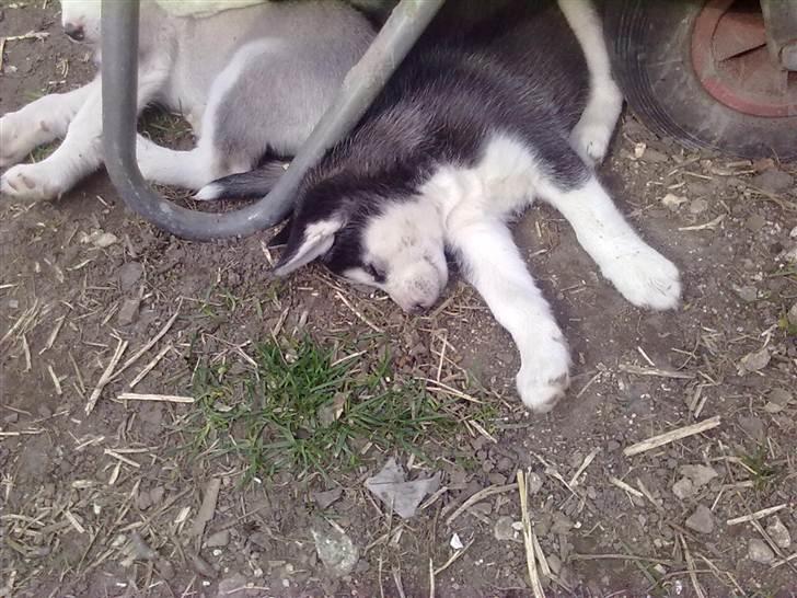 Siberian husky Zacky billede 3