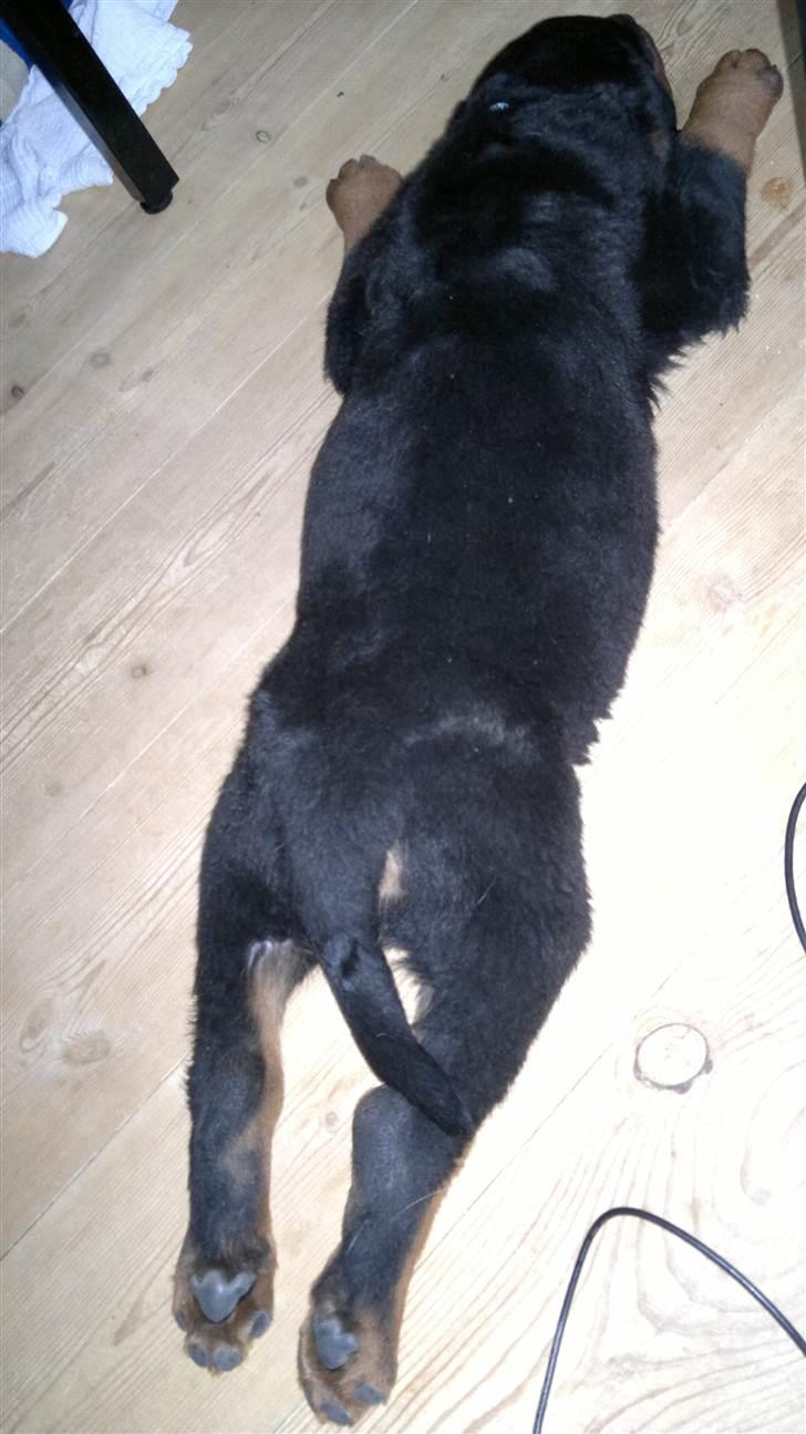 Rottweiler Aslan billede 2