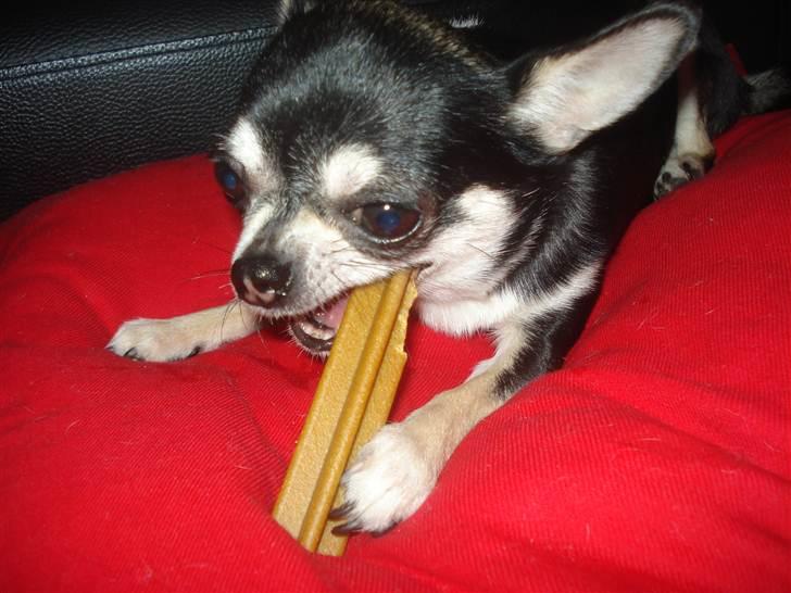 Chihuahua Pini (your beautifull) R.I.P ! :( - amme-nam! denti er bare guf - heldigt at min mor synes jeg har dårlig ånde (: billede 5