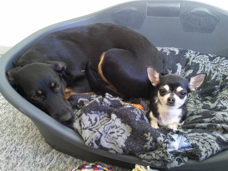 Chihuahua Pini (your beautifull) R.I.P ! :( - her er jeg lige kommet hjem til mine forældre, og ligger for første gang i kurven med min "søster" Sica. billede 6