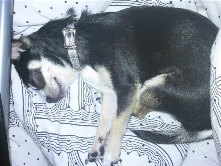 Chihuahua Pini (your beautifull) R.I.P ! :( - Sovetryne. billede 7