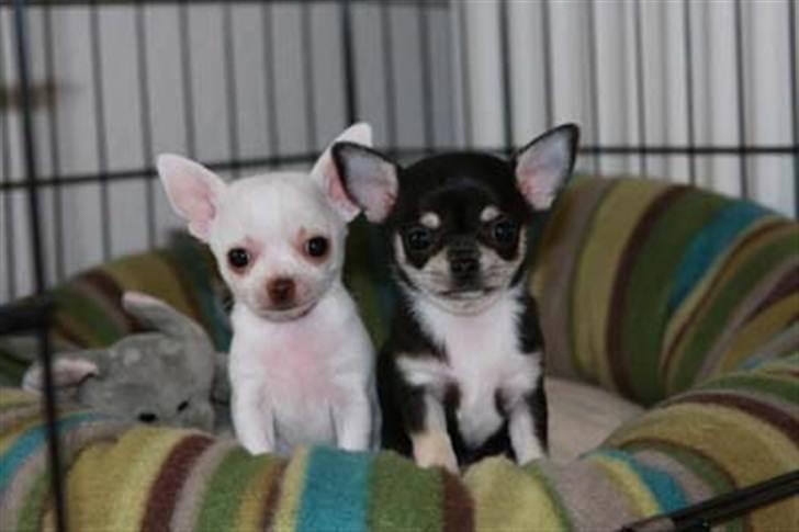 Chihuahua Pini (your beautifull) R.I.P ! :( - Mig og min rigtige søster/bror.  billede 8