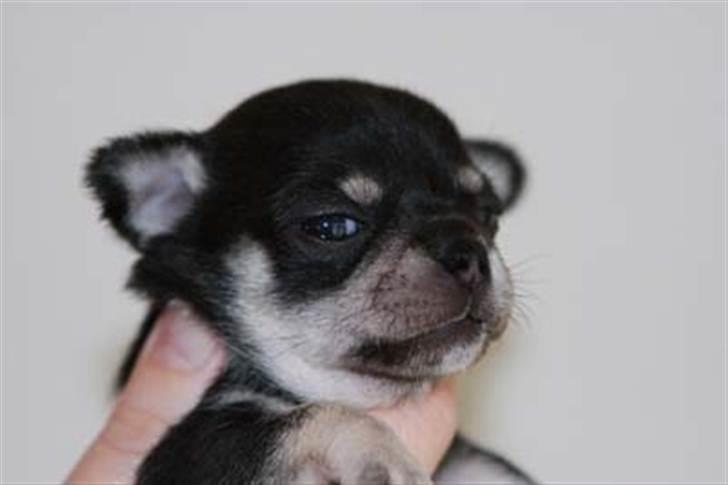 Chihuahua Pini (your beautifull) R.I.P ! :( - Nuttet er jeg da :)) ikk?  billede 9