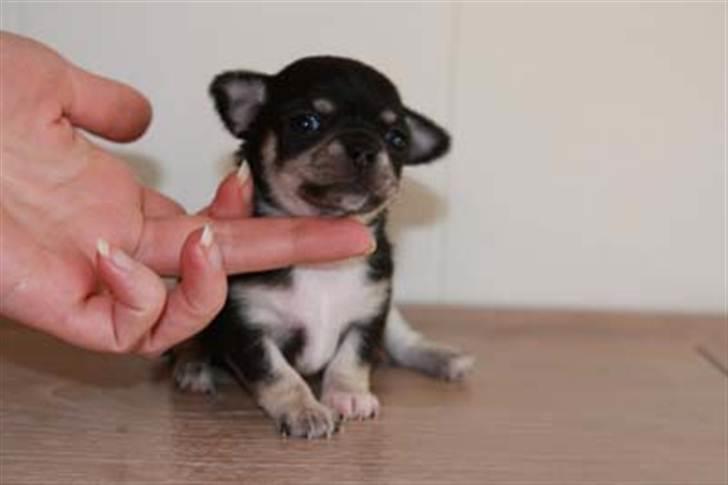 Chihuahua Pini (your beautifull) R.I.P ! :( - Så lille var jeg engang (: billede 10