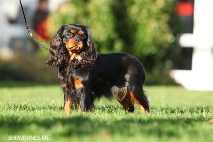 Cavalier king charles spaniel Jade billede 2