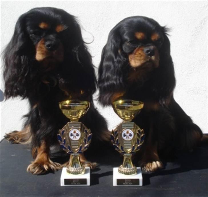 Cavalier king charles spaniel Jade - Jade til venstre  (Lulu til højre) billede 3