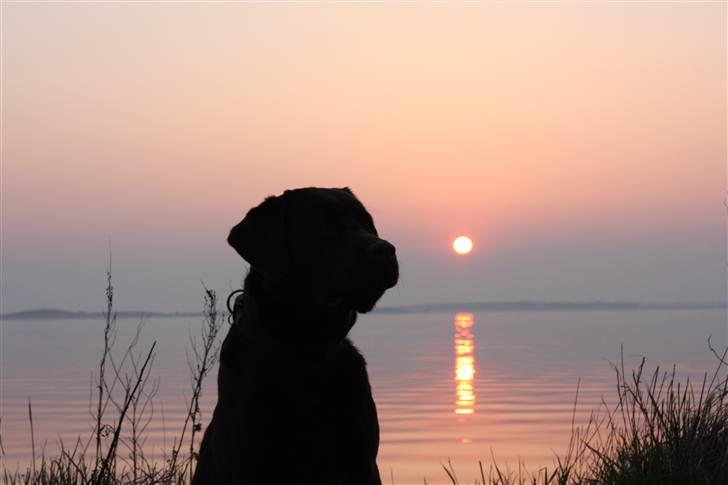 Labrador retriever Baloo (Coco loco´s voyage billede 6