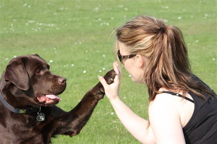 Labrador retriever Baloo (Coco loco´s voyage - Hi-five billede 7