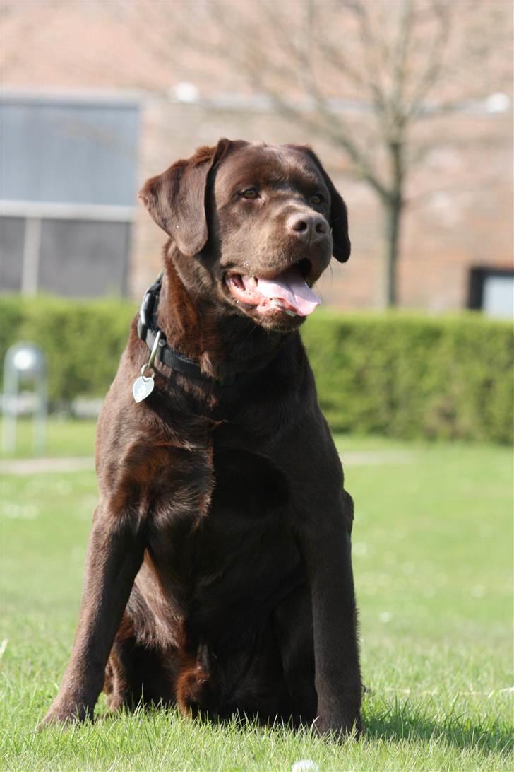 Labrador retriever Baloo (Coco loco´s voyage billede 8