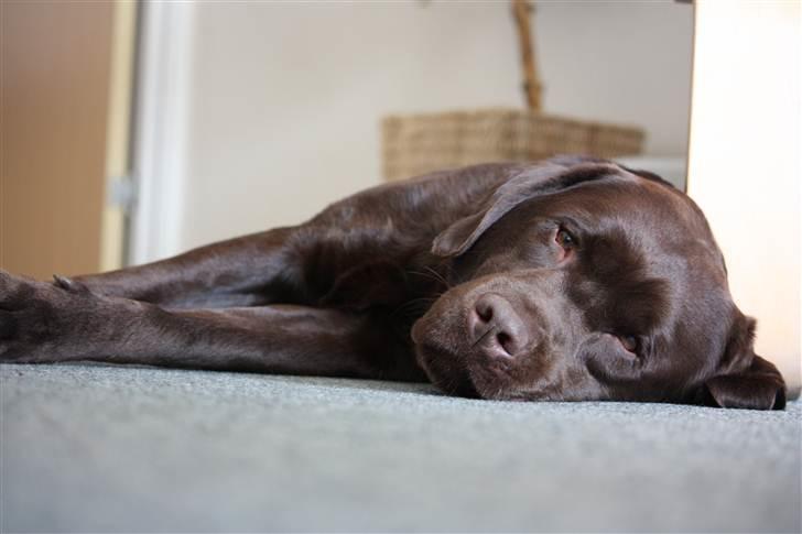 Labrador retriever Baloo (Coco loco´s voyage billede 9