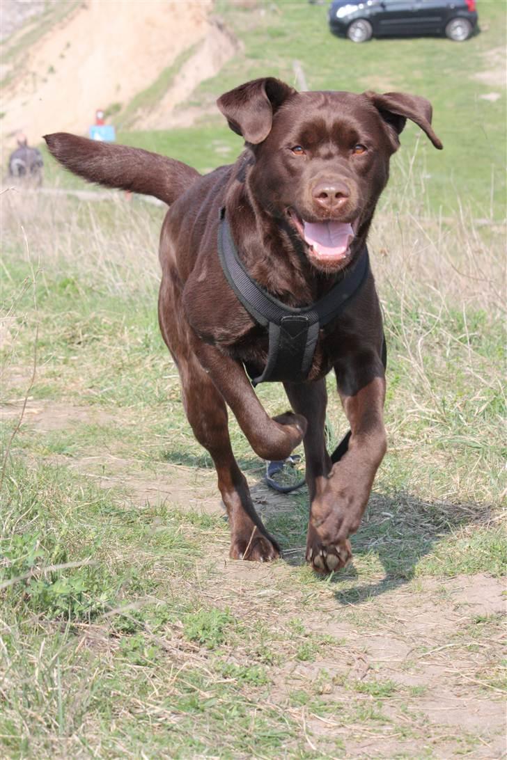 Labrador retriever Baloo (Coco loco´s voyage billede 11