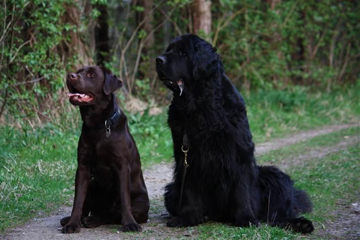 Labrador retriever Baloo (Coco loco´s voyage - Her sammen med hans hunde-veninde  billede 13