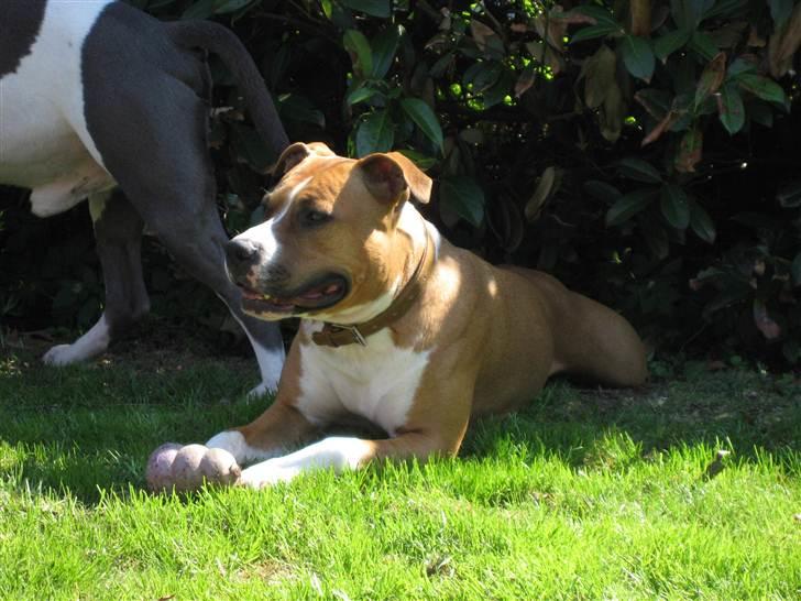 Amerikansk staffordshire terrier DKCH GreatVikingsYouMakeItReal - 25. April 2011 billede 2