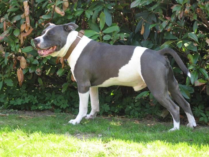 Amerikansk staffordshire terrier Great Vikings Niño - 25. April 2011 billede 3