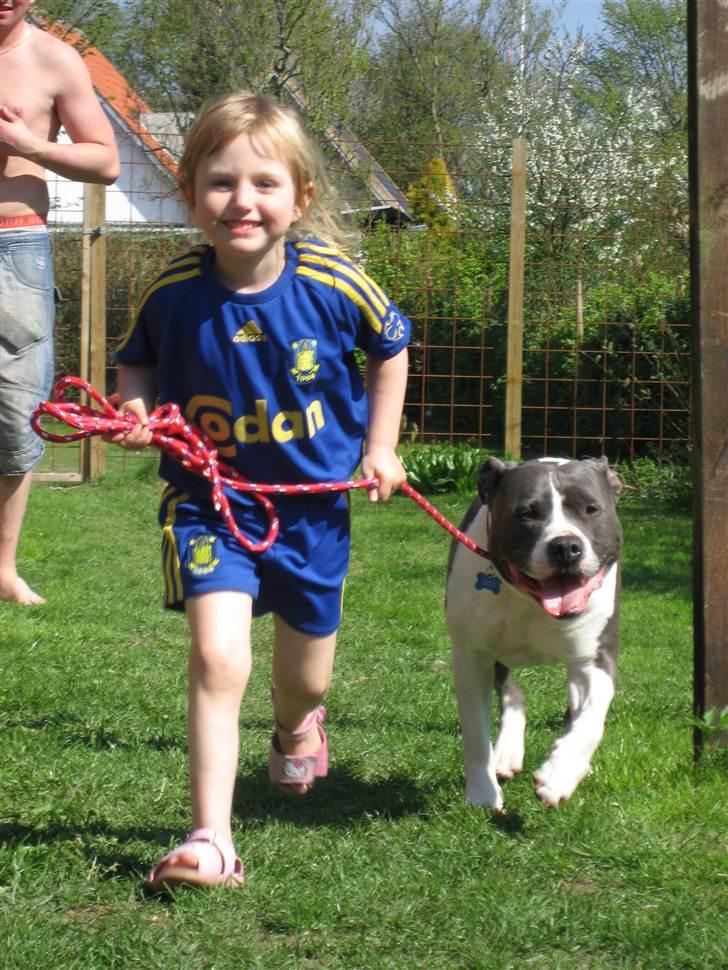 Amerikansk staffordshire terrier Great Vikings Niño - 25. April 2011 billede 2