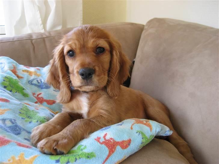 Blanding af racer Nala billede 12