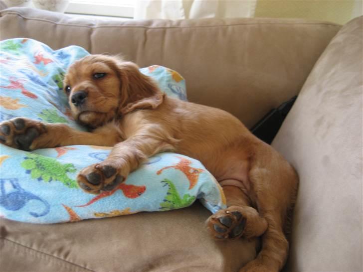 Blanding af racer Nala billede 13