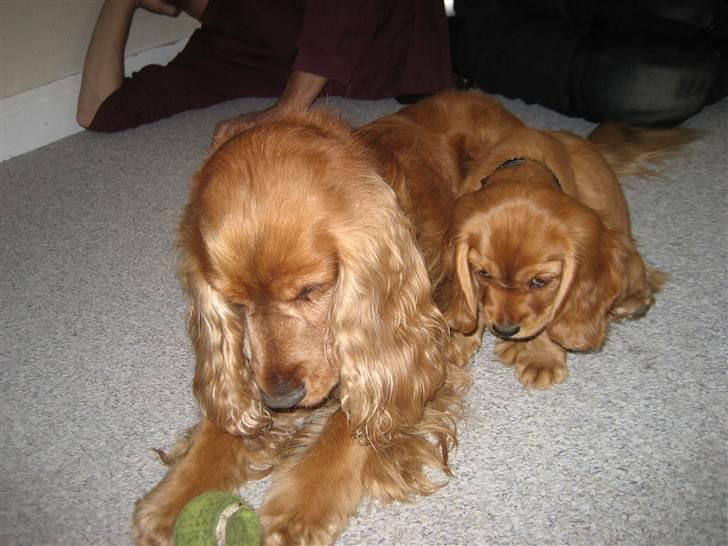 Blanding af racer Nala billede 14