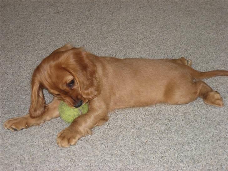 Blanding af racer Nala billede 15