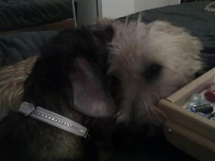 Irish Glen of Imaal Terrier Aiofe (Aifi) - Aifi og Yana putter :D billede 14