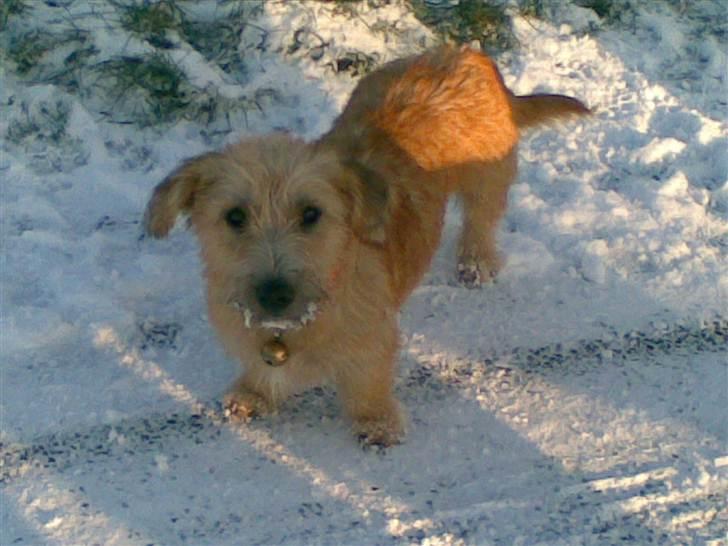 Irish Glen of Imaal Terrier Aiofe (Aifi) - Lille Aifi med sne i skægget :D billede 20