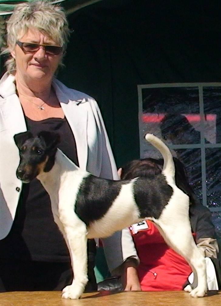 Glathåret foxterrier "Je-ma Spot I love  Porgy billede 8