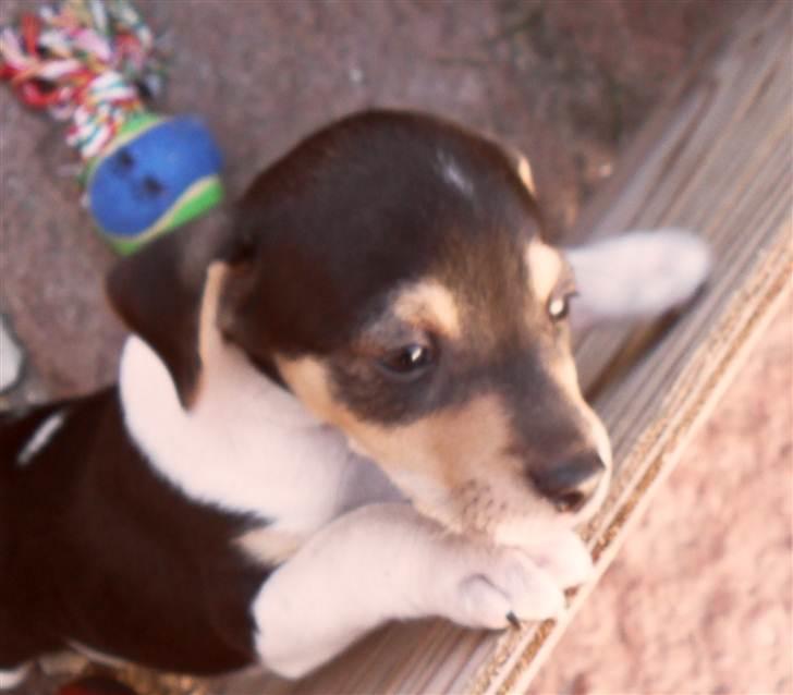 Dansk svensk gaardhund Snoopy billede 2