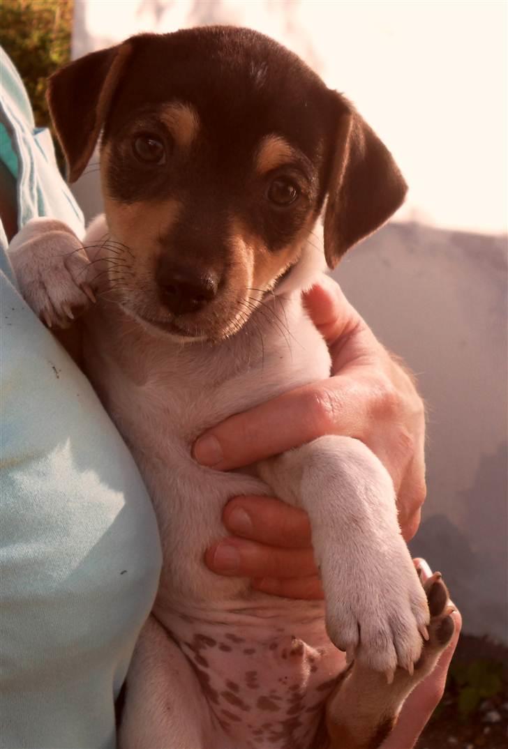 Dansk svensk gaardhund Snoopy billede 3