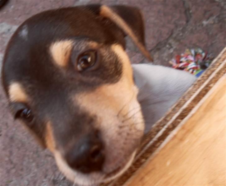 Dansk svensk gaardhund Snoopy billede 4