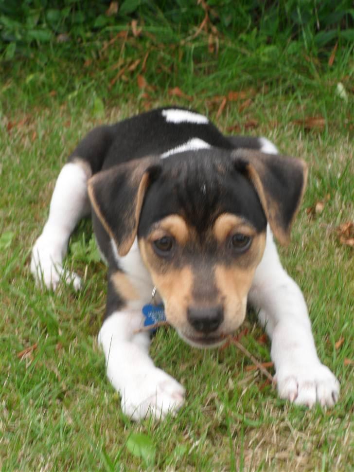 Dansk svensk gaardhund Snoopy billede 5