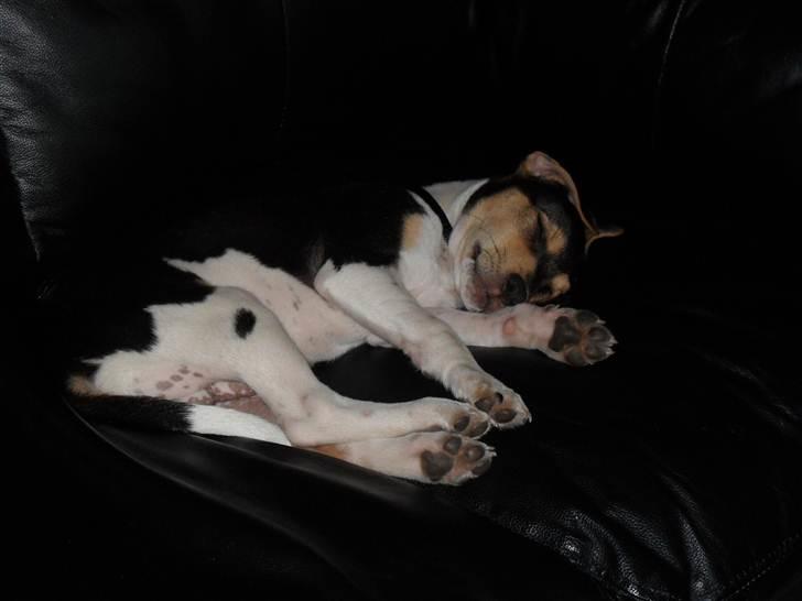 Dansk svensk gaardhund Snoopy billede 6