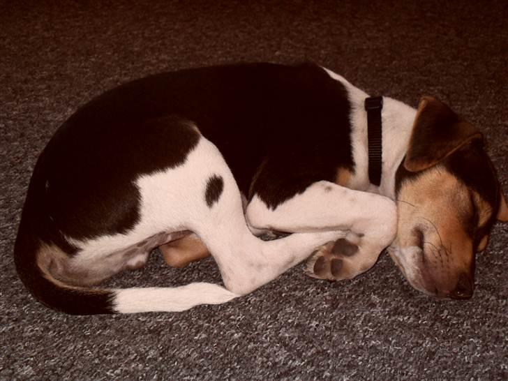 Dansk svensk gaardhund Snoopy billede 7