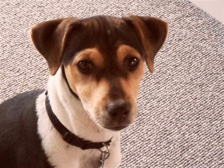 Dansk svensk gaardhund Snoopy billede 9