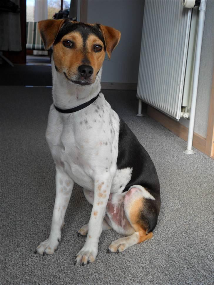 Dansk svensk gaardhund Snoopy billede 13