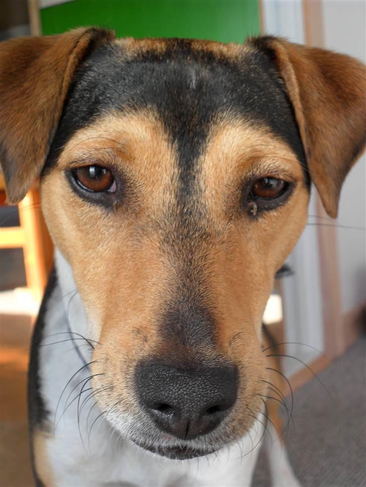 Dansk svensk gaardhund Snoopy billede 15