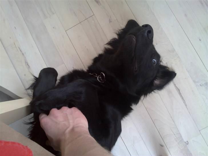 Flat coated retriever Champ - "Hugo" billede 14