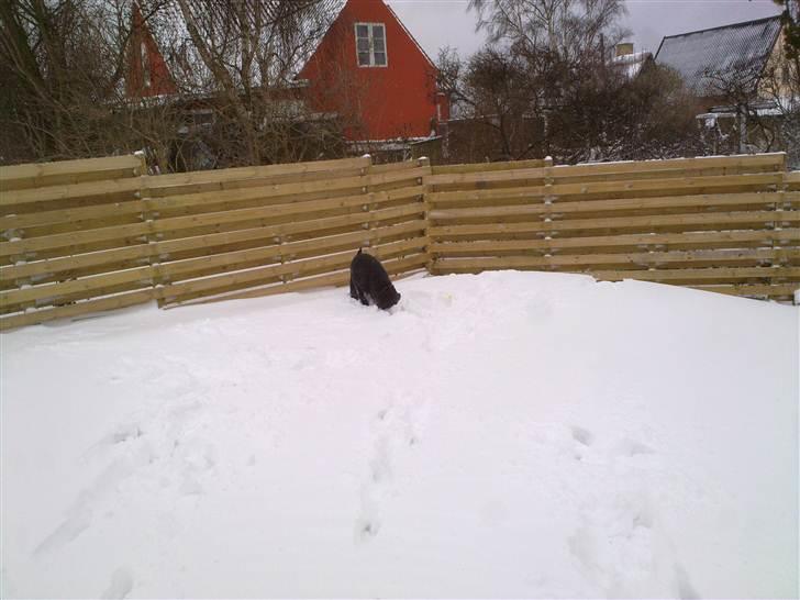 Flat coated retriever Champ - "Hugo" billede 15