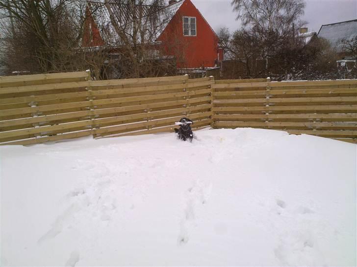 Flat coated retriever Champ - "Hugo" billede 16