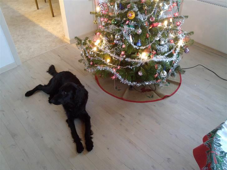 Flat coated retriever Champ - "Hugo" billede 17