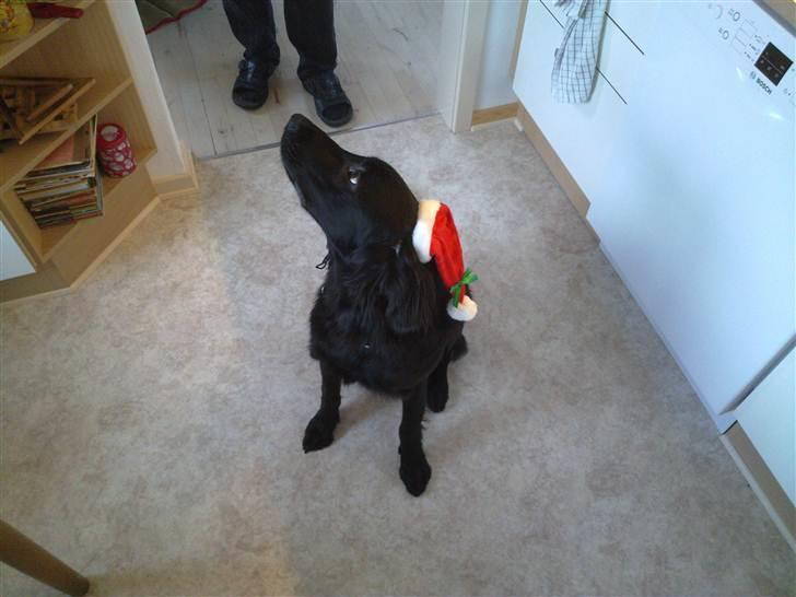 Flat coated retriever Champ - "Hugo" billede 18