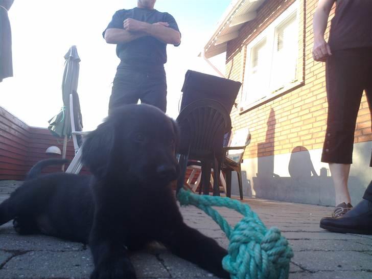 Flat coated retriever Champ - "Hugo" billede 19
