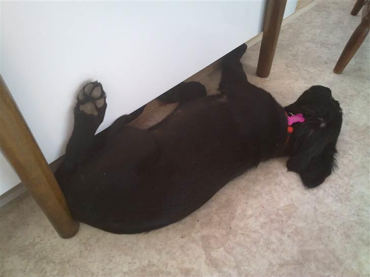 Flat coated retriever Champ - "Hugo" billede 20