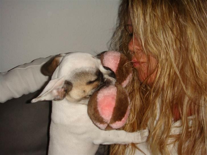 Blanding af racer Fiona ( Fransk Bulldog - Chihauhau) Bullhauhau. billede 11