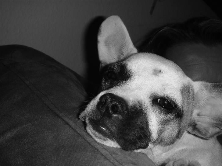 Blanding af racer Fiona ( Fransk Bulldog - Chihauhau) Bullhauhau. billede 13