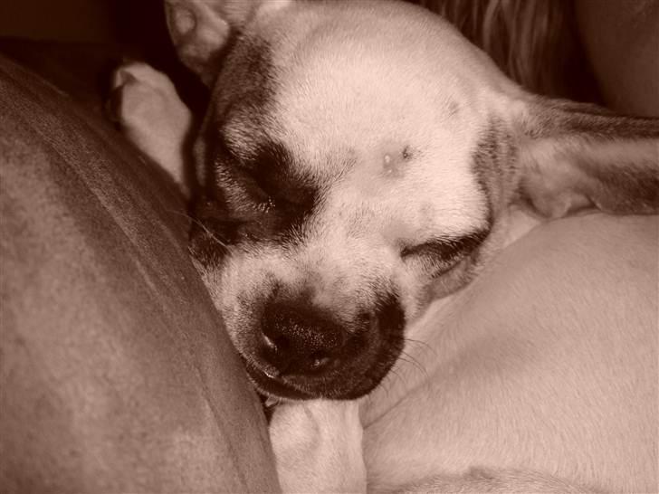 Blanding af racer Fiona ( Fransk Bulldog - Chihauhau) Bullhauhau. billede 14