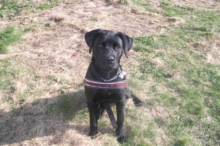 Labrador retriever Uffe <3 <3  billede 13